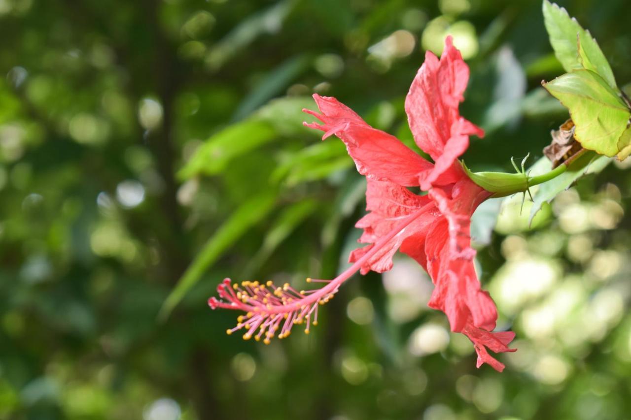 Passiflora Lodge Tambopata Puerto Maldonado Kültér fotó
