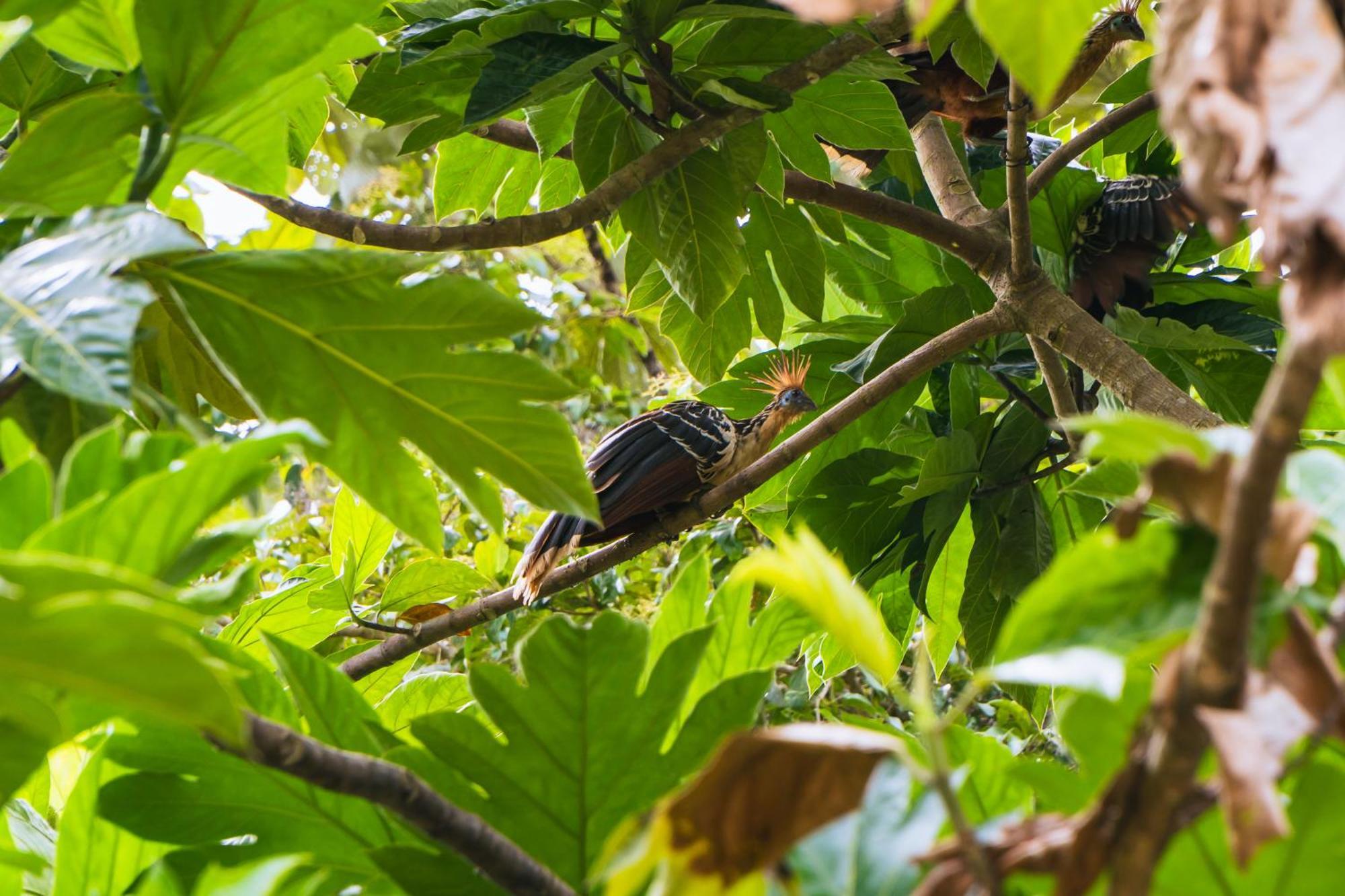 Passiflora Lodge Tambopata Puerto Maldonado Kültér fotó